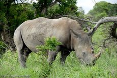 Breitmaulnashorn (19 von 28).jpg